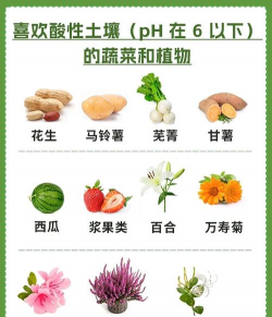 酸性土壤适合种什么蔬菜 酸性土壤适合种什么蔬菜
