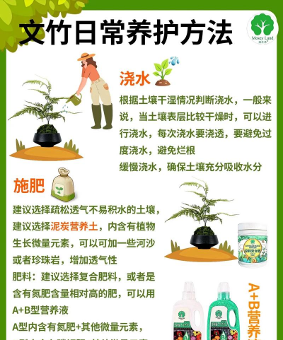 文竹怎么养怎么种植 文竹怎么养怎么种植