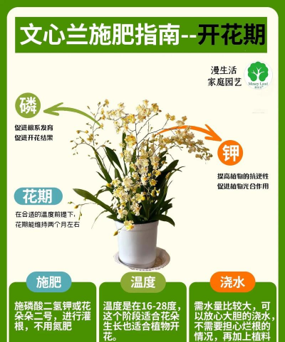 兰花怎么浇水怎么种植 兰花怎么浇水怎么种植