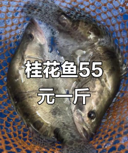 桂鱼多少钱一斤 桂鱼多少钱一斤