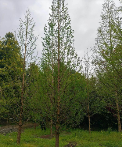 水田适合种什么树 水田适合种什么树