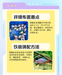 白鹡鸰的养殖方法与注意事项 白鹡鸰的养殖方法与注意事项