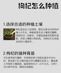 枸杞苗木怎么种植 枸杞苗木怎么种植