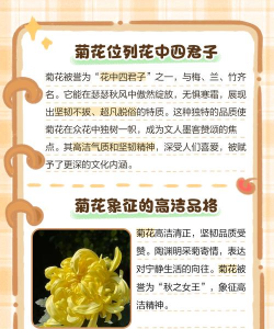 菊花喜阴还是喜阳的植物 菊花喜阴还是喜阳的植物