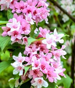 锦带花的养殖方法和注意事项 锦带花的养殖方法和注意事项