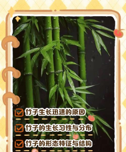 竹子的特性 竹子的特性