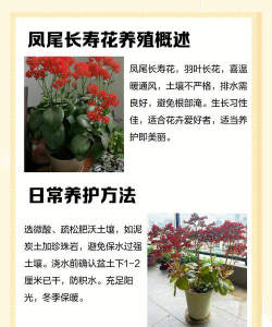 凤尾花怎么种植 凤尾花怎么种植