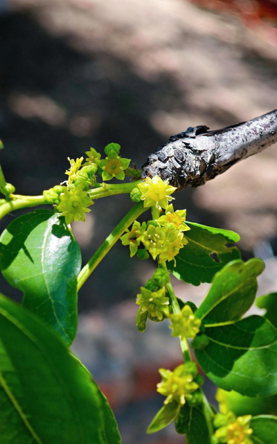 枣花什么季节开花 枣花什么季节开花