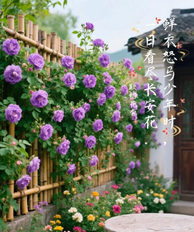 爬墙月季怎么种植 爬墙月季怎么种植