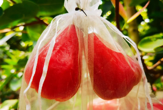 2024年莲雾多少钱一斤 2024年莲雾多少钱一斤