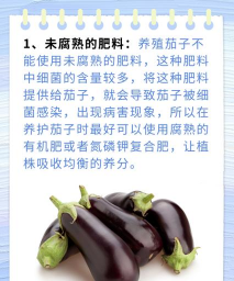 茄子最忌什么肥料 茄子最忌什么肥料