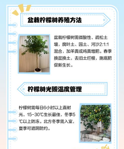 花盆柠檬怎么种植 花盆柠檬怎么种植