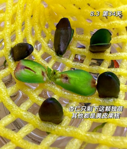 杏仁种植怎么种 杏仁种植怎么种