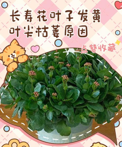 长寿花叶发黄什么原因 长寿花叶发黄什么原因