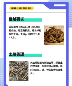 黄连树苗怎么种植 黄连树苗怎么种植