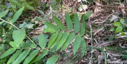 2024年黄精多少钱一斤 2024年黄精多少钱一斤