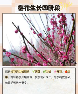梅花什么时间种植 梅花什么时间种植
