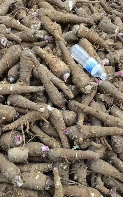 2024年白芷多少钱一斤 2024年白芷多少钱一斤