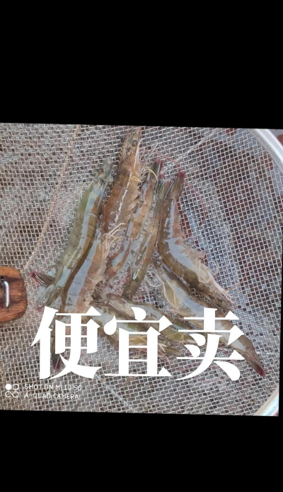 2024年基围虾多少钱一斤 2024年基围虾多少钱一斤