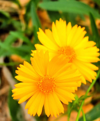 夏花是什么意思 夏花是什么意思