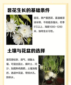 昙花的生长环境及生长地方条件 昙花的生长环境及生长地方条件