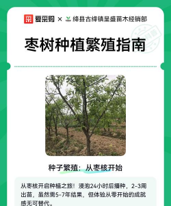 枣树怎么种植繁殖 枣树怎么种植繁殖