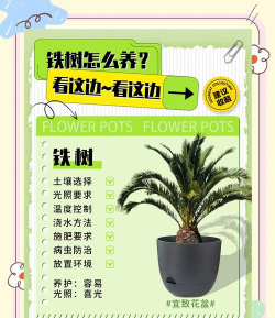 铁树种怎么种植 铁树种怎么种植