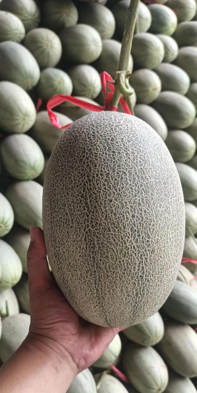 2024哈密瓜多少钱一斤 2024哈密瓜多少钱一斤