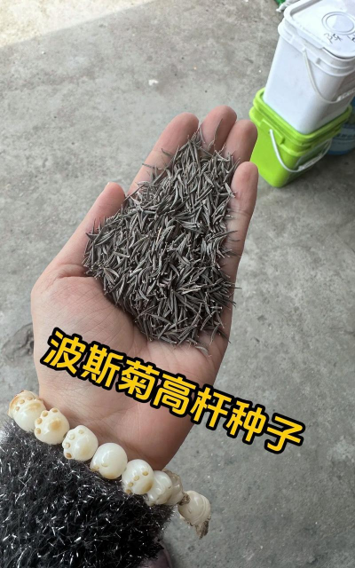 2024年格桑花种子多少钱一斤 2024年格桑花种子多少钱一斤