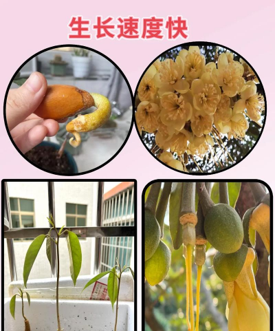 榴莲的籽可以种吗 榴莲的籽可以种吗