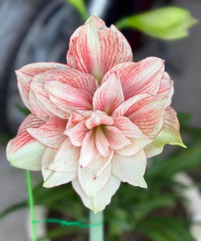 朱顶红什么季节开花 朱顶红什么季节开花