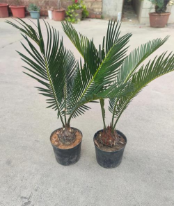 铁树喜欢阳光吗 铁树喜欢阳光吗