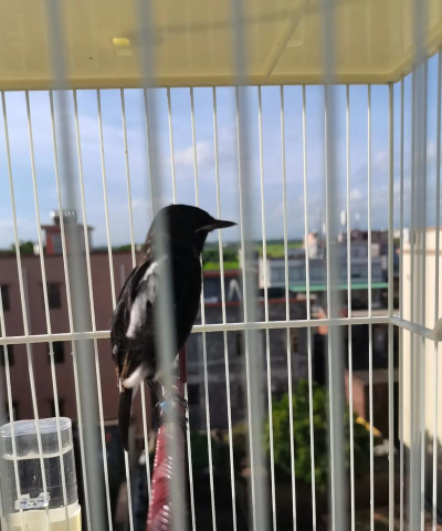 黑子鸟养殖方法和注意事项 黑子鸟养殖方法和注意事项