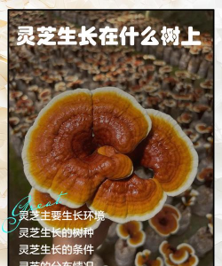 灵芝生长在什么树上 灵芝生长在什么树上