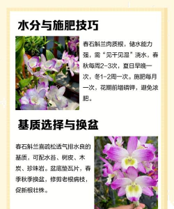 石斛兰好养吗 养殖方法和养护要点 石斛兰好养吗 养殖方法和养护要点