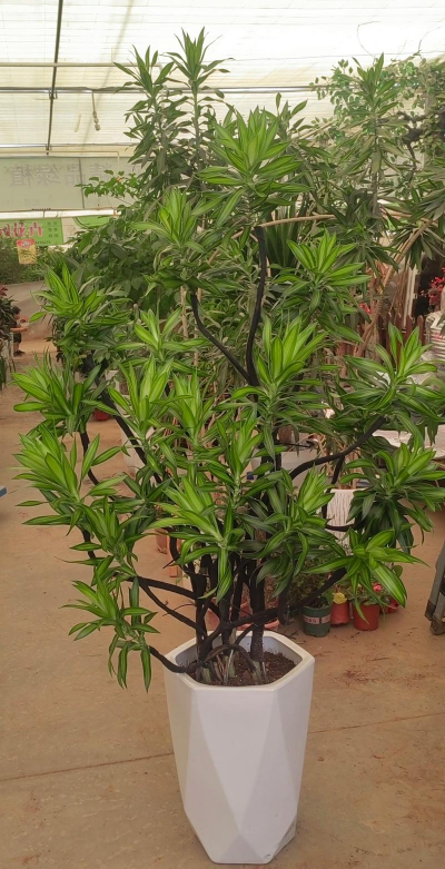 竹子喜阴还是喜阳光的植物 竹子喜阴还是喜阳光的植物