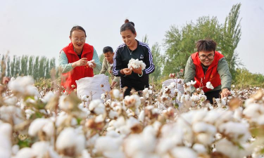 收棉花是什么季节 收棉花是什么季节