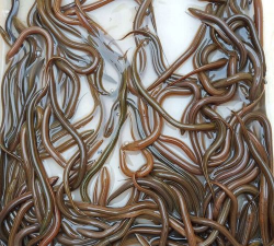 2024年黄鳝小苗一斤多少钱 2024年黄鳝小苗一斤多少钱