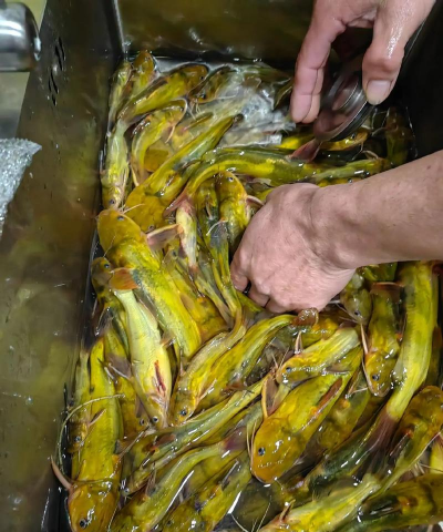 2024年黄辣丁多少钱一斤 2024年黄辣丁多少钱一斤