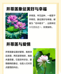并蒂莲的花语是啥 并蒂莲的花语是啥