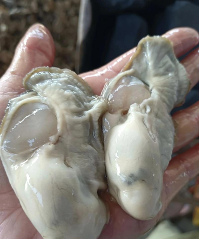 蓬莱市的特产有哪些 蓬莱市的特产有哪些