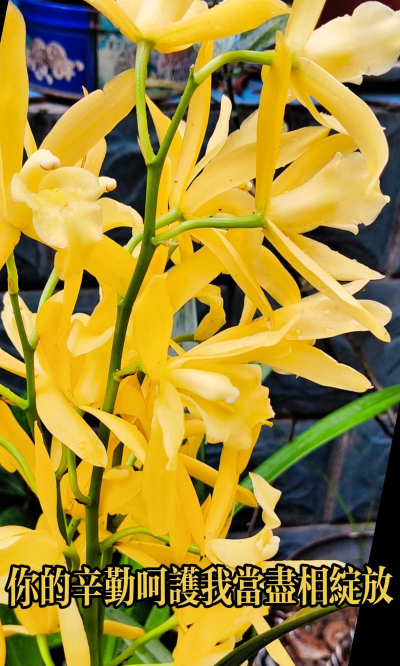 金黄素兰花在什么季节开花 金黄素兰花在什么季节开花