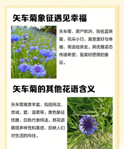 不同颜色矢车菊的花语 不同颜色矢车菊的花语