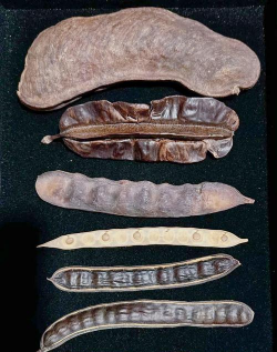 豆科植物有哪些 豆科植物有哪些