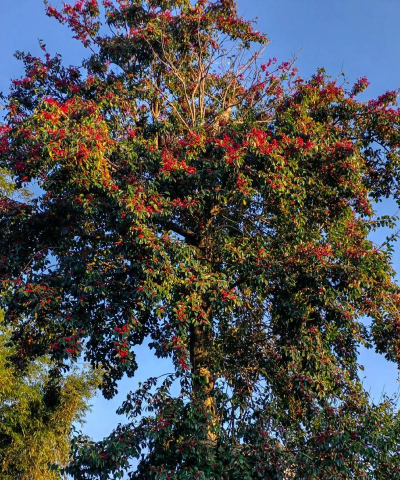 红果树是什么果树 红果树是什么果树