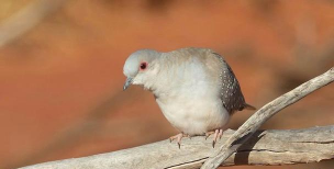 雪鸽养殖方法和注意事项 雪鸽养殖方法和注意事项