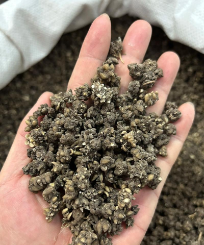 2024年猫爪草多少钱一斤 2024年猫爪草多少钱一斤