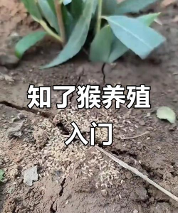 猴子养殖的方法和注意事项 猴子养殖的方法和注意事项