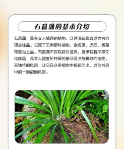 菖蒲养殖方法和注意事项 菖蒲养殖方法和注意事项