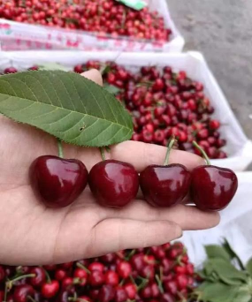 2024年美早樱桃多少钱一斤 2024年美早樱桃多少钱一斤